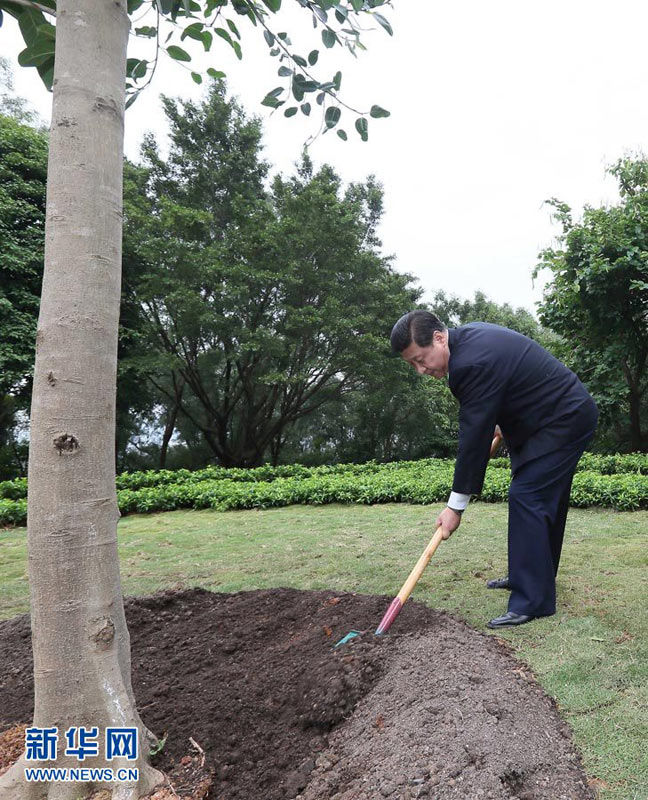 12月7日至11日,中共中央总书记、中央军委主席习近平在广东省考察工作。这是习近平在深圳莲花山公园种下一棵高山榕树。新华社记者兰红光摄