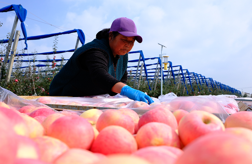 陝西淳化縣潤鎮善花村蘋果示范基地,沉甸甸、紅彤彤的蘋果挂滿枝頭,果農們忙著搶收蘋果,果園裡充滿了歡聲笑語,一派繁忙的景象。