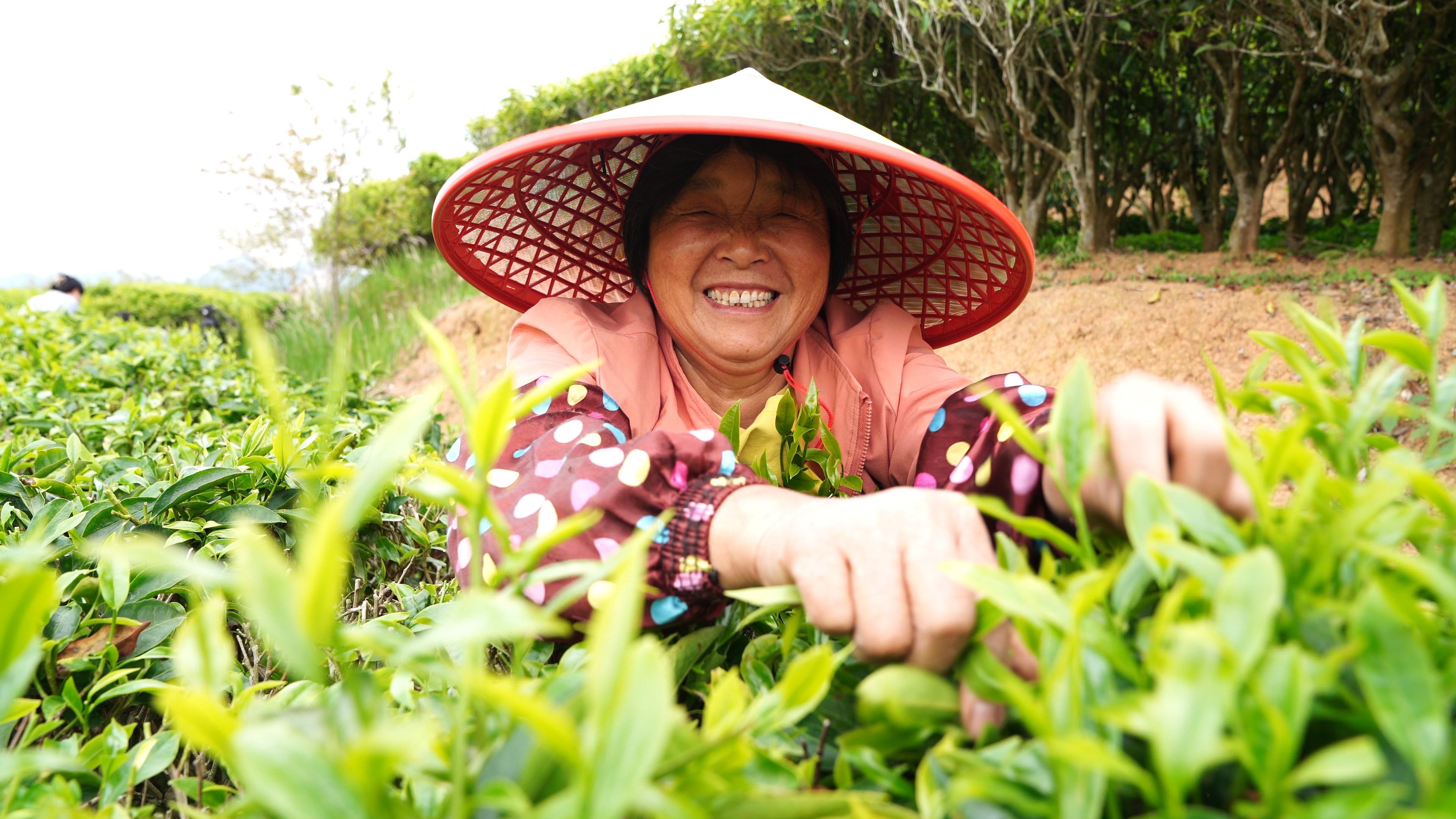 梅县区梅西镇茶农抢抓农时采茶忙。