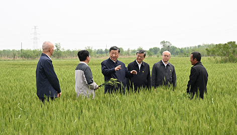 田间地头话发展,习近平一以贯之的调研方法
5月11日上午,习近平总书记来到河北省沧州市,考察了黄骅市旧城镇仙庄片区旱碱地麦田,了解盐碱地整治、旱碱麦种植推广及产业化情况。
党的十八大以来,习近平经常深入田间地头,看长势、问收成、察民情。在田间地头学知识、察实情,是他一以贯之坚持的调研方法。