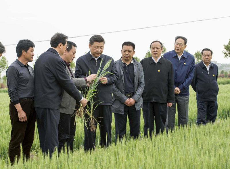 2016年4月25日下午,习近平在安徽滁州市凤阳县小岗村察看小麦长势。左一为种粮大户程夕兵。新华社记者 李学仁 摄