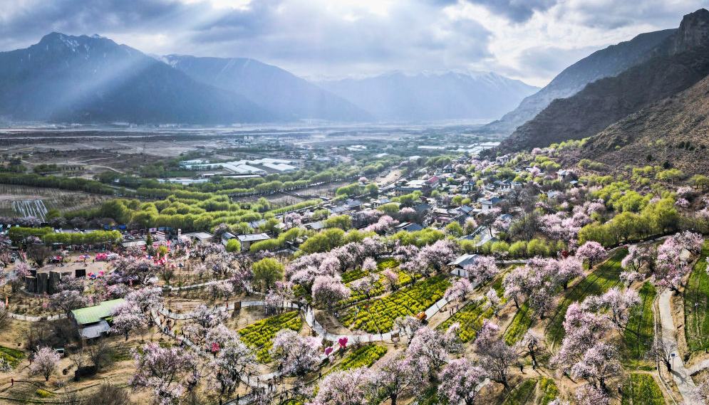 学习·知行丨总书记牵挂的“桃花源”开出“致富花”
嘎拉村如今的好日子,正是西藏自治区成立60周年来经济社会发展成就的一个生动缩影。“看着北斗星走不迷路,跟着共产党走会幸福。”这是嘎拉村村民们的心声,也是新时代西藏这片雪域高原的发展密码。