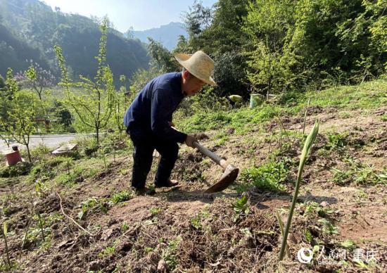 陈朋在黄精地里锄草。人民网 刘政宁摄